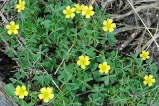 Wild Yellow Wood Sorrel