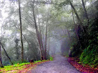 Uttarakhand HC Issues Directions For Conserving ‘Nature’s Own Garden’ – The Alpine Meadows In Garhwal