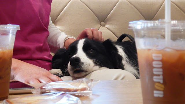 保護犬 ボーダーコリー トーマ ドトールコーヒーショップイオンモール幕張新都心店