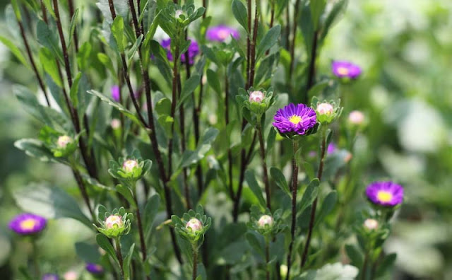 China Aster Flowers Pictures