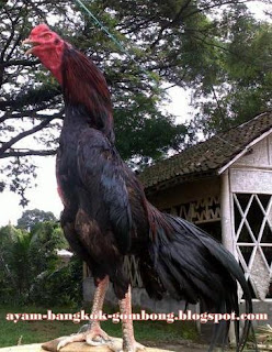 Warna Bulu Ayam Bangkok Perlu Diperhatikan