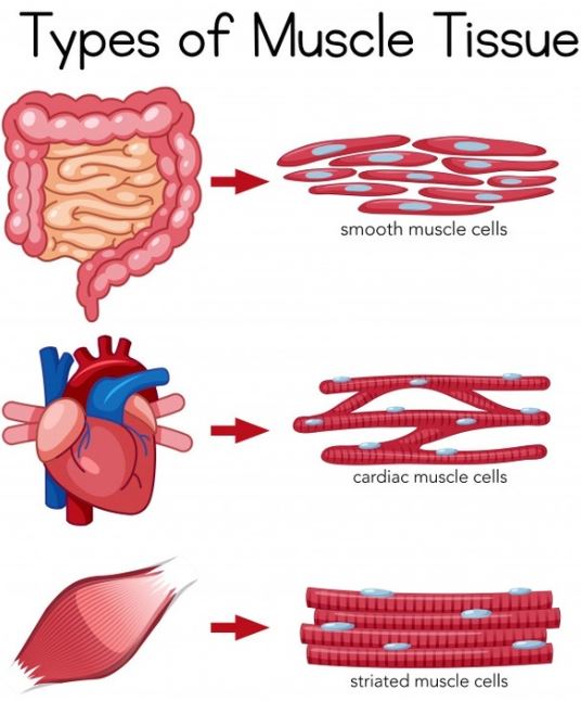Apakah Perbedaan Antara Fungsi Otot Lurik, Otot Polos, dan Otot Jantung