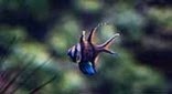 Biodiversité apogon de Baggaï