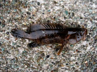 Malabar Grouper also know as Gao Heurr 石班鱼 or Kerapu Caught at Woodland Jetty Fishing Hotspots was created to share with those who are interested in fishing on tips and type of fishes caught around Woodland Jetty Fishing Hotspots.