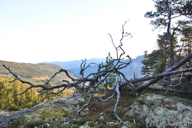 tur 043