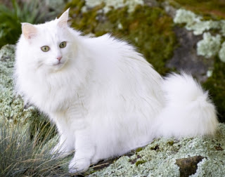 Kucing Anggora, Kucing yang dikaitkan dengan Sejarah Kucing Maine Coon