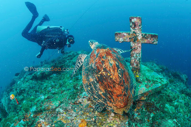 Dive Philippines, Scuba Diving Philippines, Underwater Photography Philippines, PaparazSea, Jun V Lao, Learn Scuba Dviing iin the Philippines