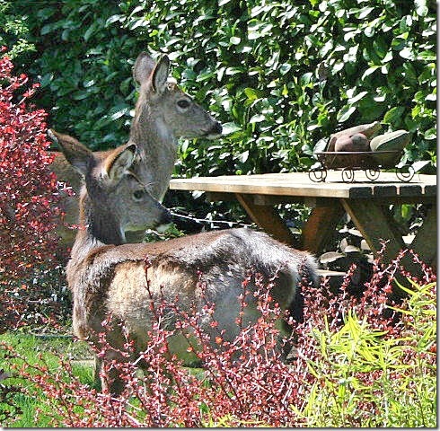 garden-apr08-deer-picnic