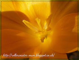 crocus stamen