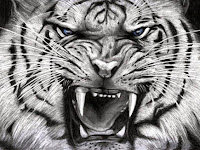 Download Gambar Harimau Putih