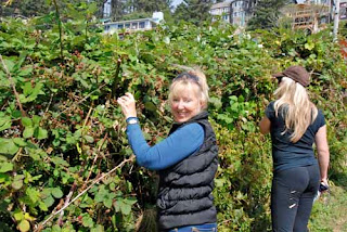 Pat Dunlap Picking Blackberries Oceanside Oregon USA