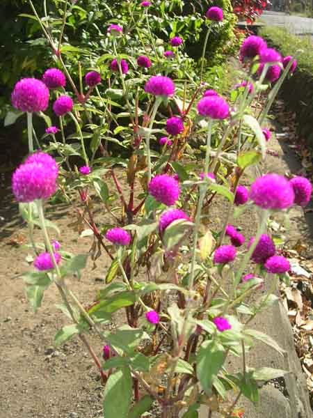 "Ratna" (Kenop), Bunga Antibatuk dan Antiasma - balisaja.com