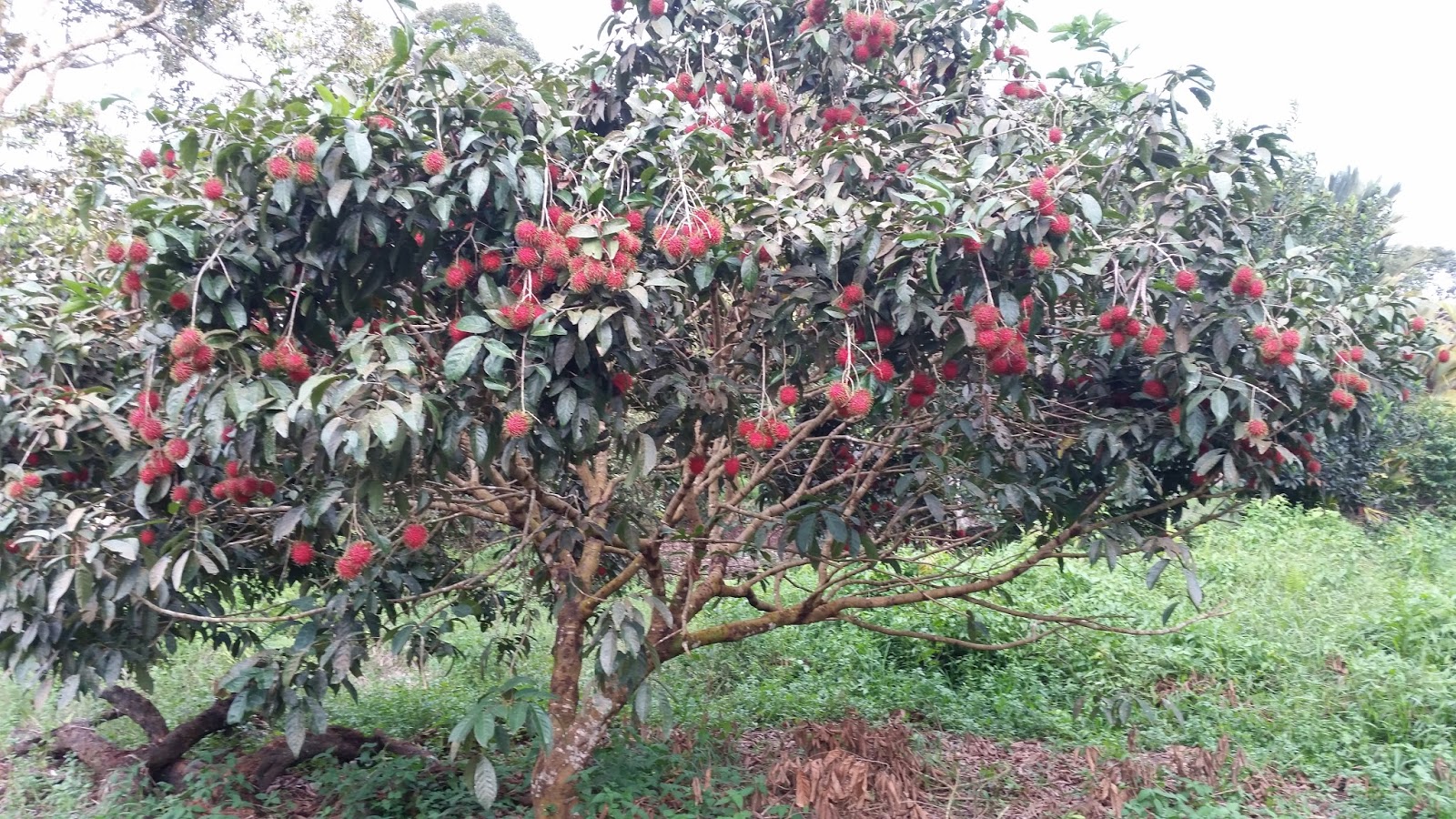 Terpopuler 34 Gambar Pohon Rambutan