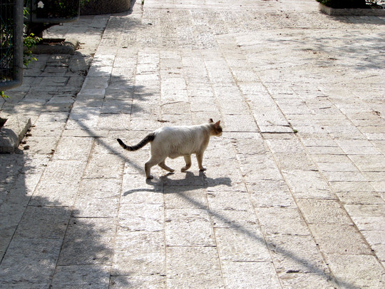 cat in liberty bell park Jerusalem