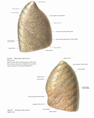 Anatomi Paru (Pulmonal) Pada Tubuh Manusia