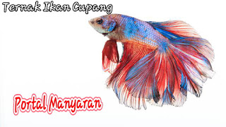 Ternak ikan cupang