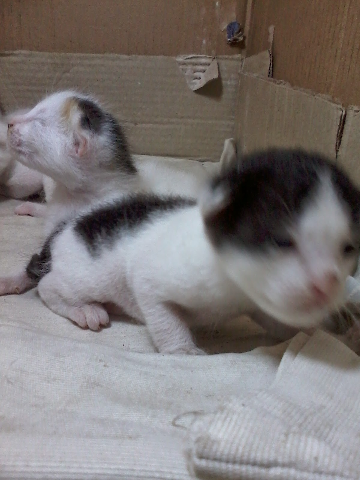 Anak Kucing Kampung Yang Lucu Bikin Gemes