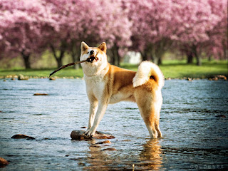 Raza de perro Akita Inu