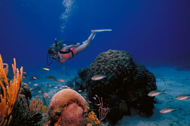 Great Scuba Diving Spots To Visit in Hawaii