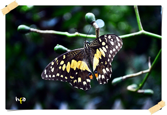 black yellow butterfly, kupu-kupu