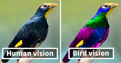 How Birds See Each Other