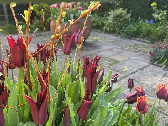 Romantische rozentuin rode tulpen