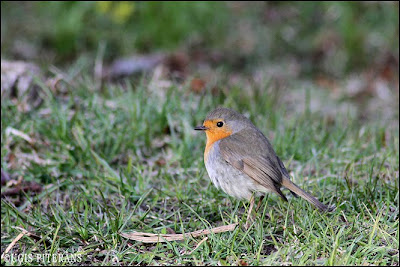 Sarkanrīklīte (Erithacus rubecula)