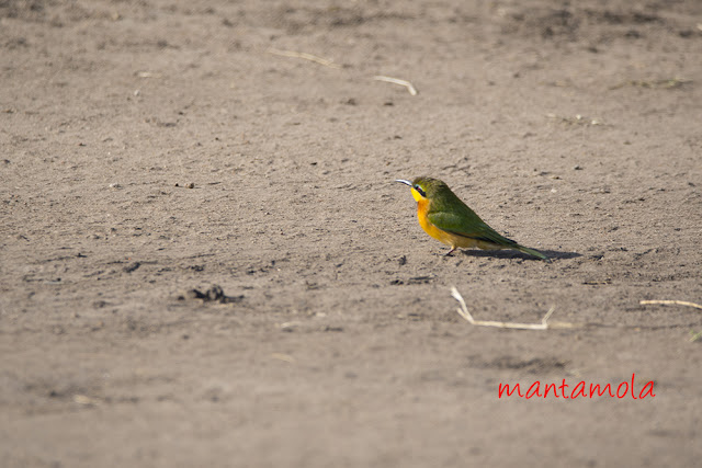 Little bee-eater (Merops pusillus)