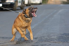 Animal Bite Injury Lawyer In Bridgeport, Connecticut: Advocating for Your Rights and Compensation