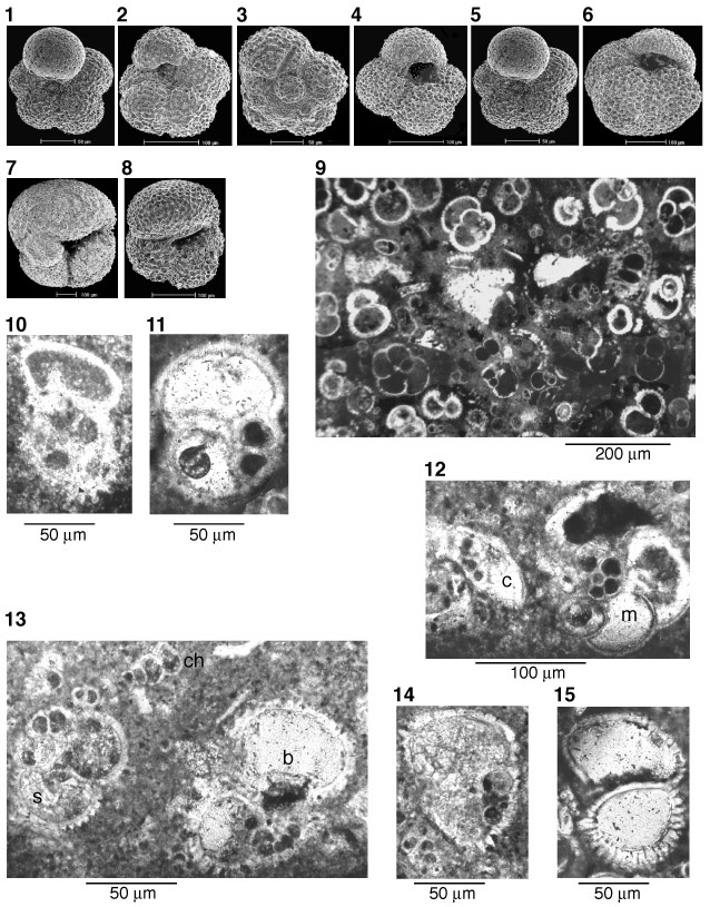 It's me: MIKROPALEONTOLOGI untuk Geologi