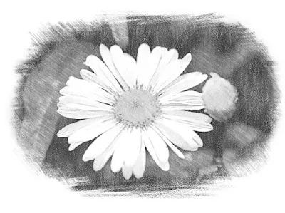 sketsa gambar bunga krisan simple