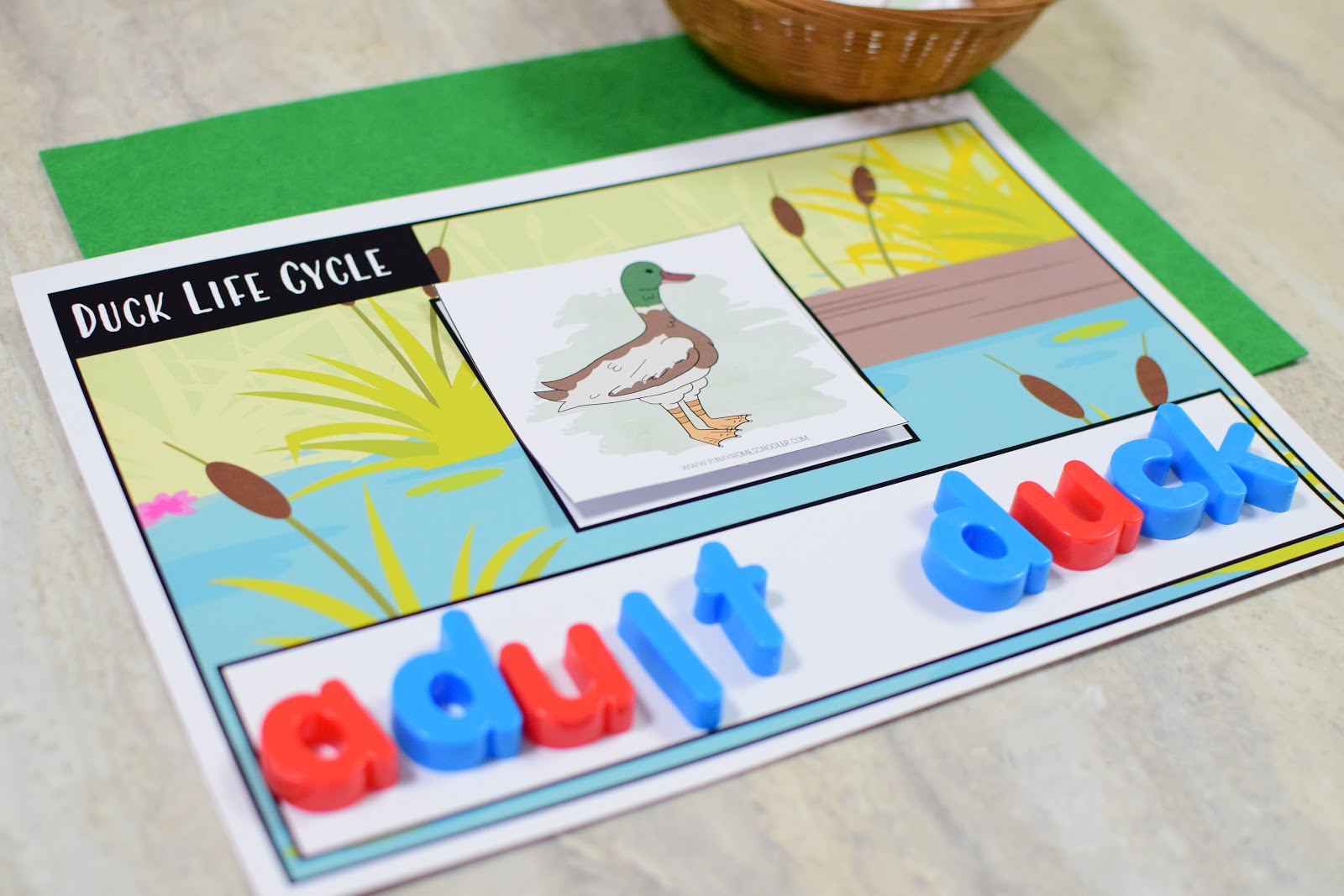 Spring Animal Life Cycles: Word Building Mats