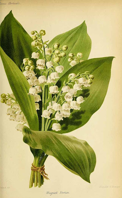 Ландыш майский (Convallaria majalis)