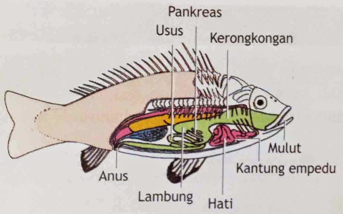 Sistem Pencernaan Pada Ikan  dan Pakan Buat Ikan  Mas 