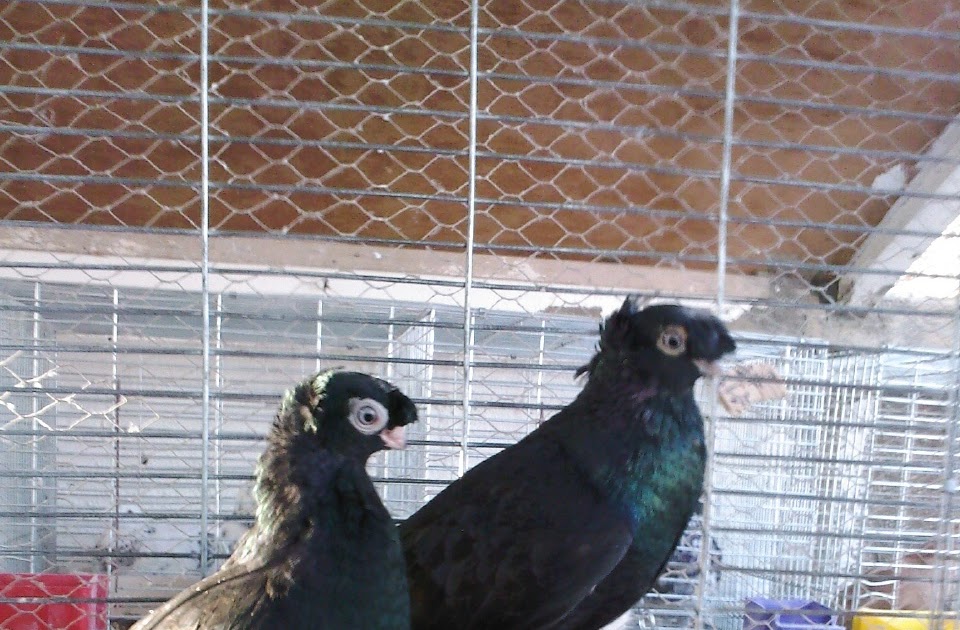 tumblers pigeons uzbekistan Photos: Uzbek Pigeon Pigeons