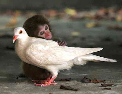 Unusual animal friendship pictures Seen On www.coolpicturegallery.net