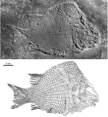 Triassic types of fish