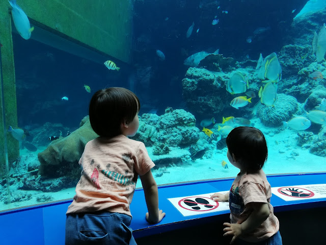 美ら海水族館