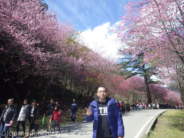 Wuling Farm cherry blossoms