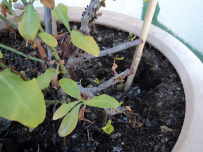 Plumbago Auriculata, Pruning