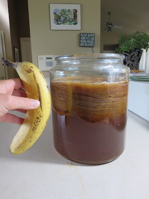Monster SCOBY (banana for size ) 