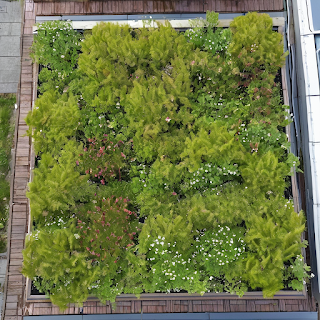 Green Roof Plant