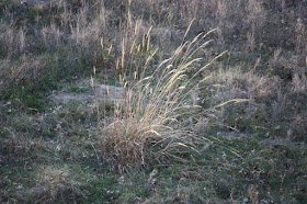 Autumn afternoon, grasses