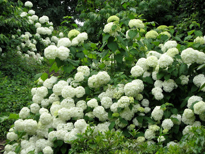 Hydrangea arborescens 'Grandiflora' (Hills of Snow)