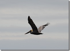 Beach Feb. 2012 070