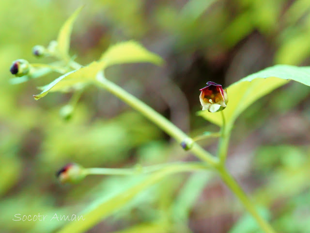 Scrophularia musashiensis