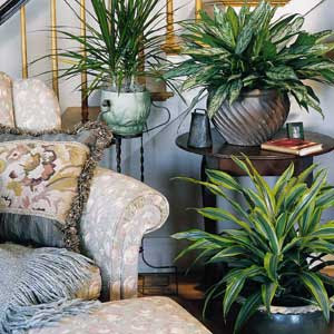 Bring a Green Atmosphere into Your House with Indoor Plants