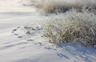 https://pixabay.com/en/frost-traces-snow-grass-hoarfrost-2159293/