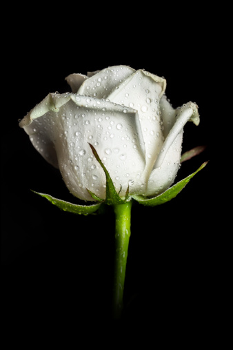 ৫০+ সাদা গোলাপ ফুলের ছবি ডাউনলোড | White Rose Flower Picture Download