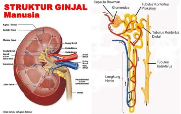 Percobaan Biologi : Struktur Ginjal